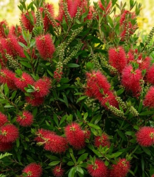 Callistemon viminalis 'Masotti Mini Red'